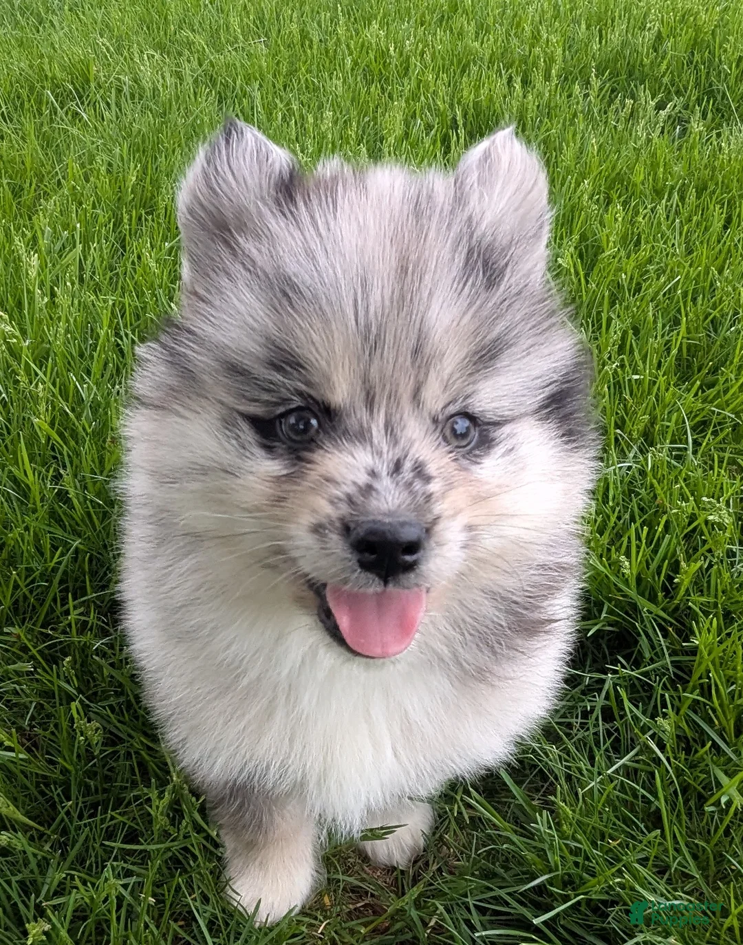 Pomsky dogs for sale: Pomsky Puppy 1 - Ad 14