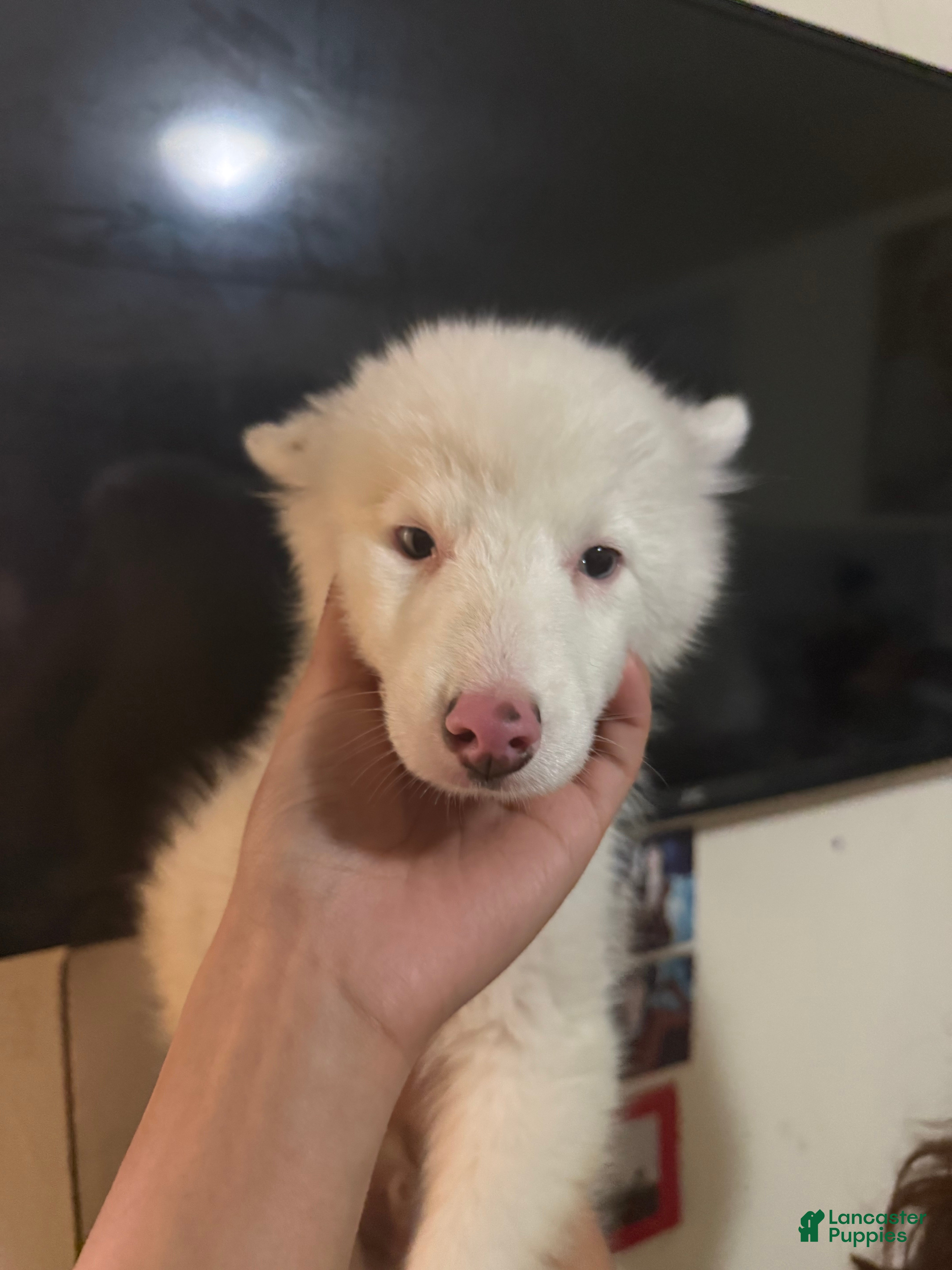 Pomsky dogs Bruce - Ad 36