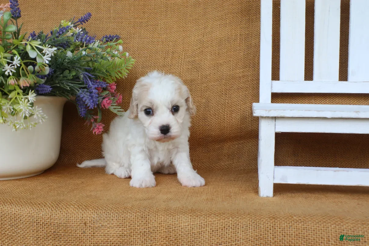 Cavachon dogs Trinity - Ad 2