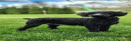 Miniature Poodle dogs for sale: Sunny - Ad 10
