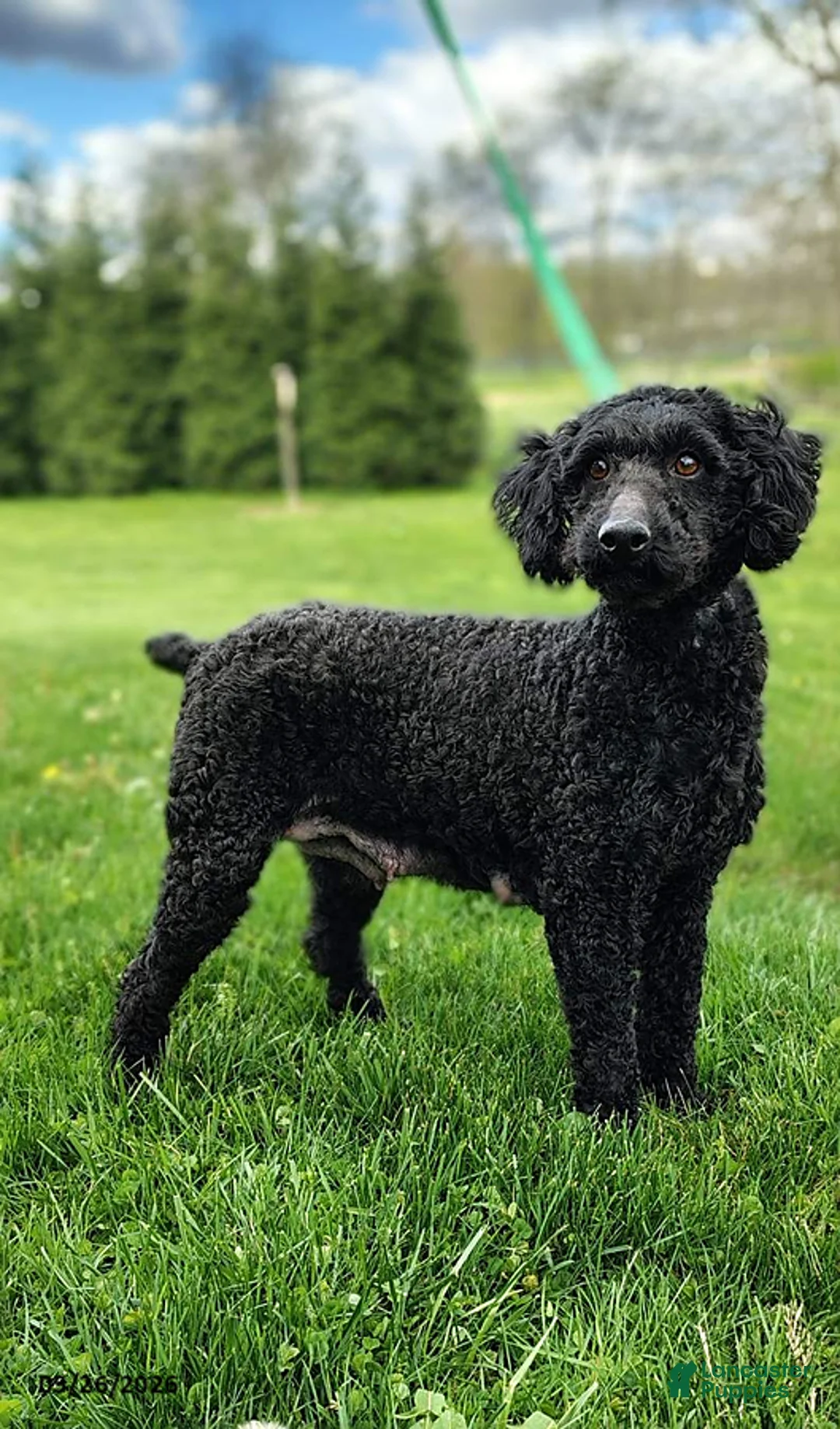Miniature Poodle dogs for sale: Sunny - Ad 10
