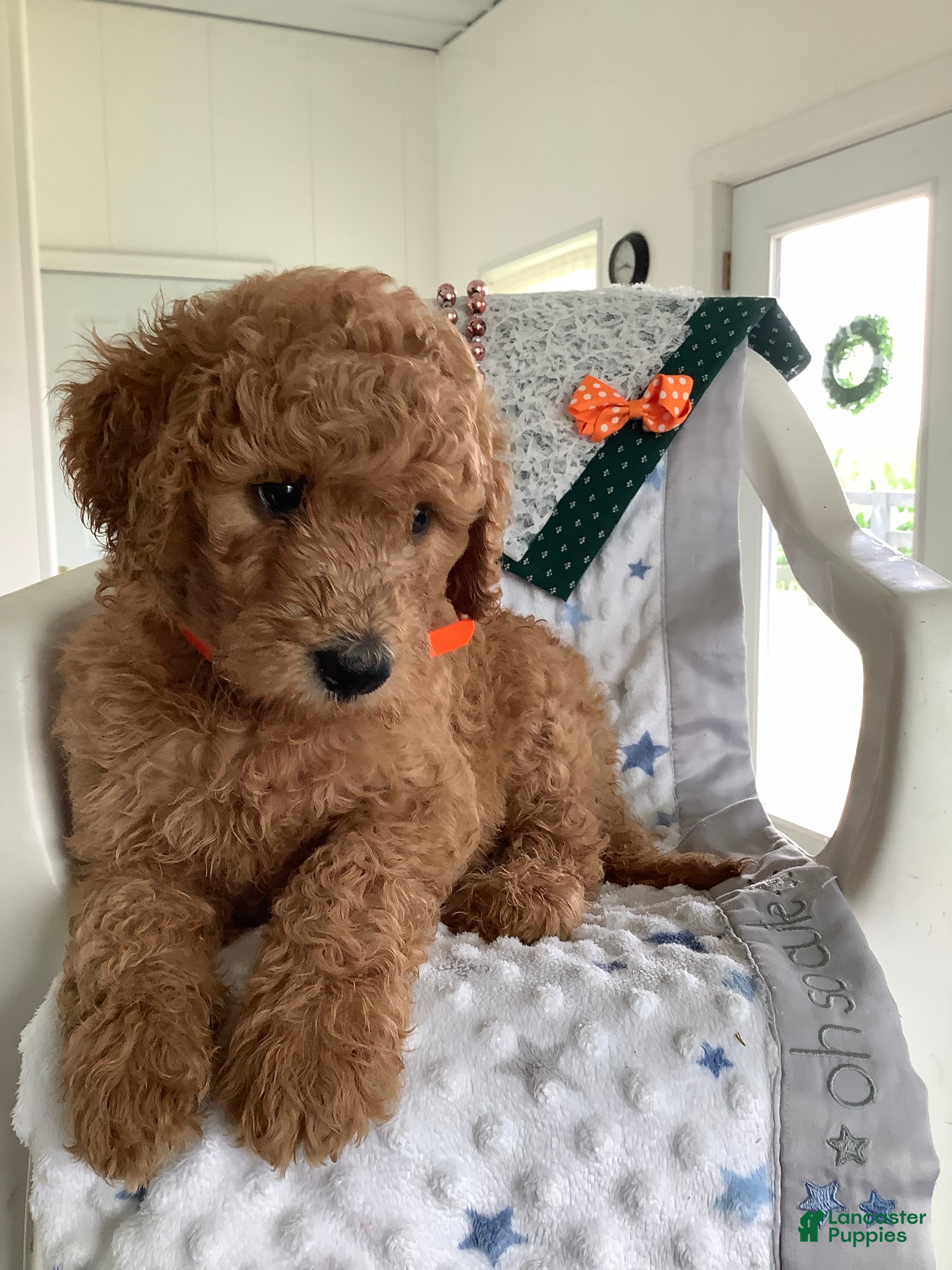 Goldendoodle dogs Goldendoodle 2 Ronnie F1b  - Ad 1