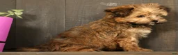 Havapoo dogs for sale: Missy - Ad 5
