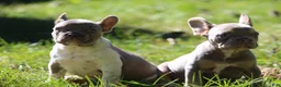 French Bulldog dogs for sale: Bruno - Ad 4