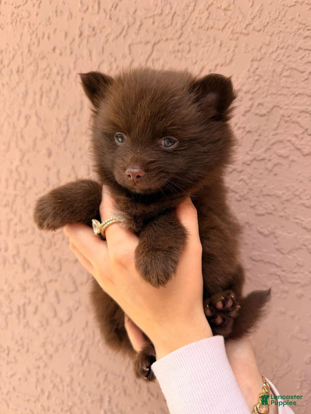 Pomsky dogs for sale: Hershey - Ad 1