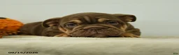English Bulldog dogs for sale: Denver - Ad 3