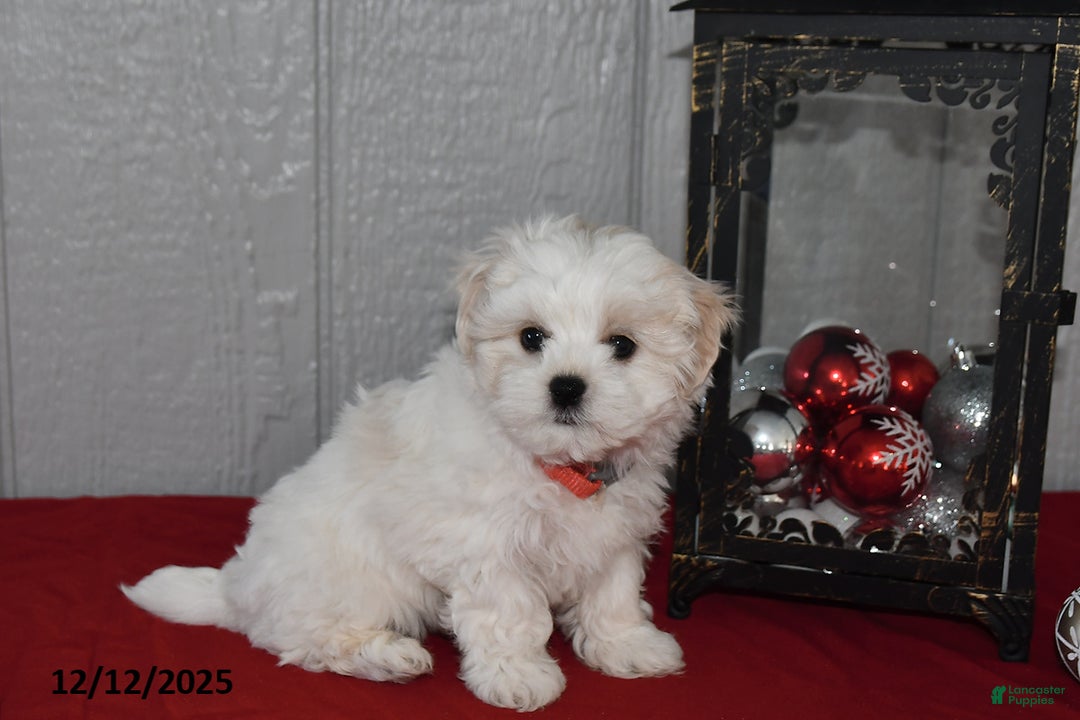 Maltese dogs for sale: Casper - Ad 1