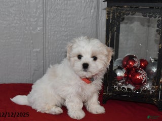 Maltese dogs Casper - Ad 22