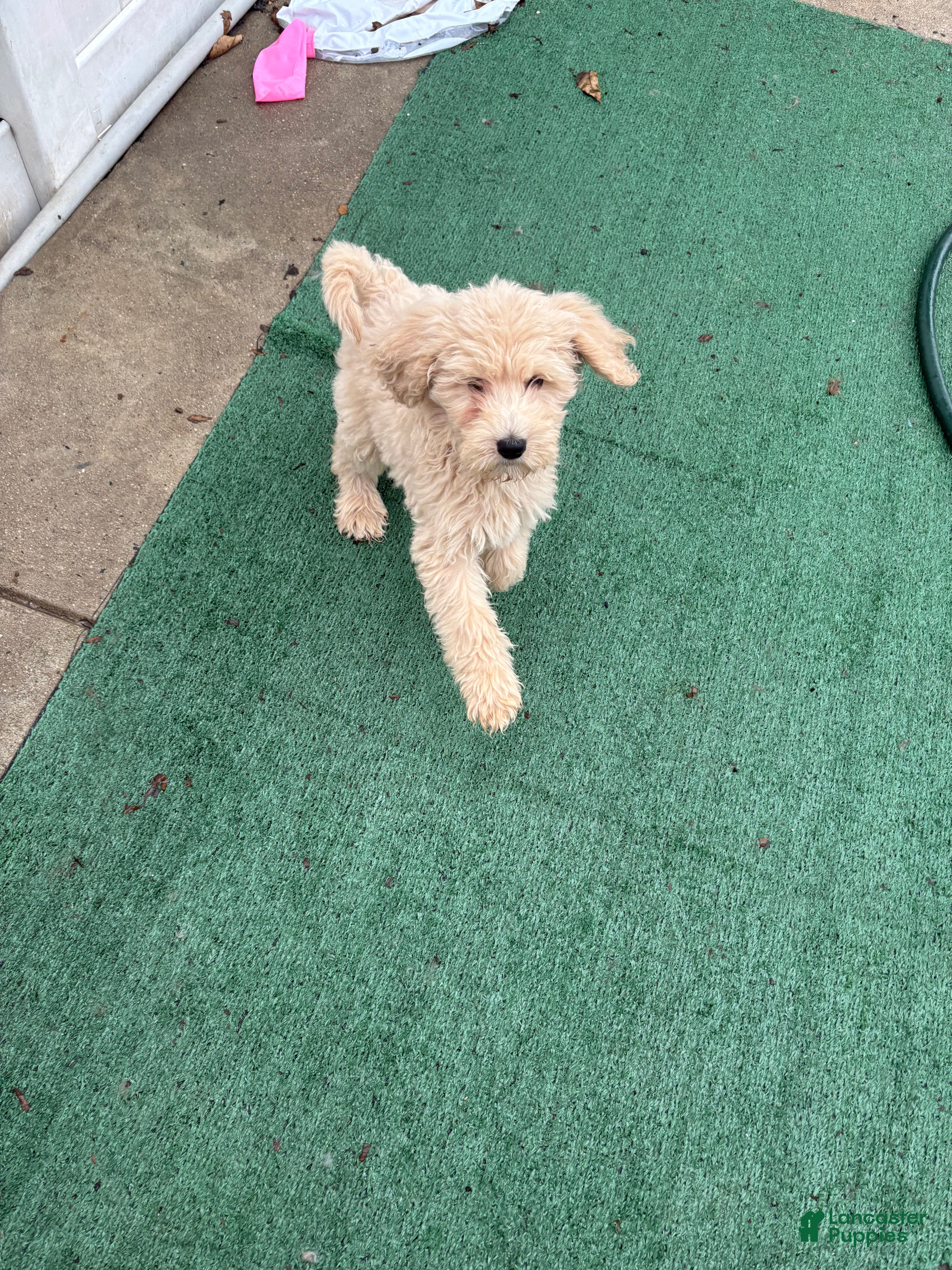 Standard Poodle dogs Standard Poodle 2 - Ad 1