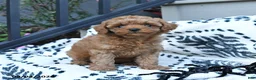 Toy Poodle dogs for sale: Flora   - Ad 4