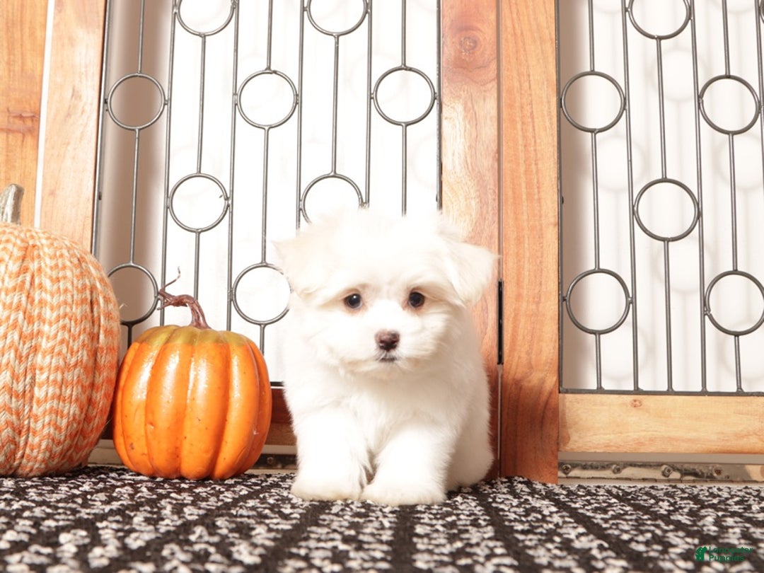 Havanese dogs for sale: Kelly Female Havanese Puppy  - Ad 3