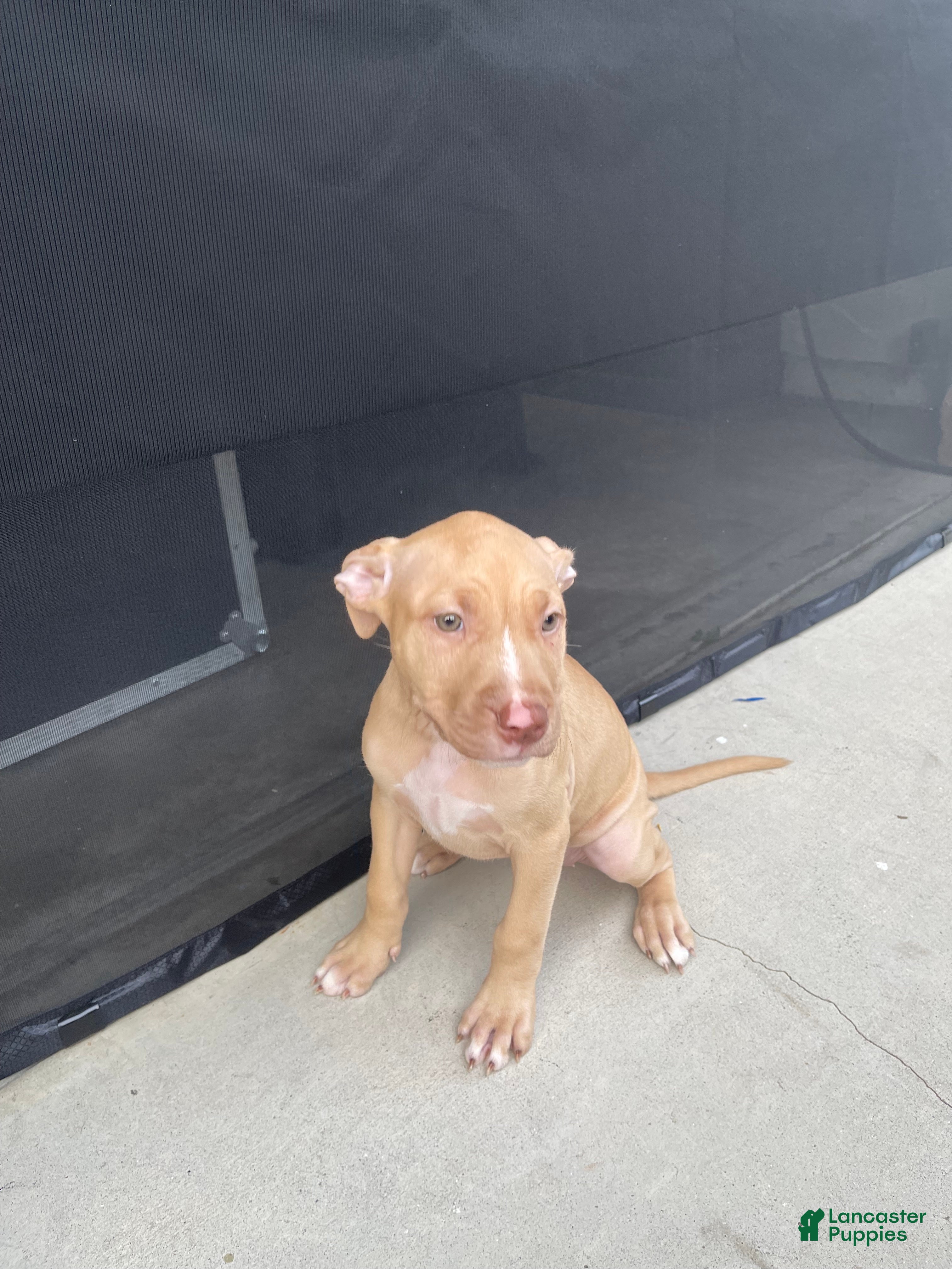 American Pit Bull Terrier dogs Bambi (UKC and ADBA) - Ad 38