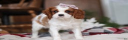 Cavalier King Charles Spaniel dogs for sale: Ivy - Ad 7