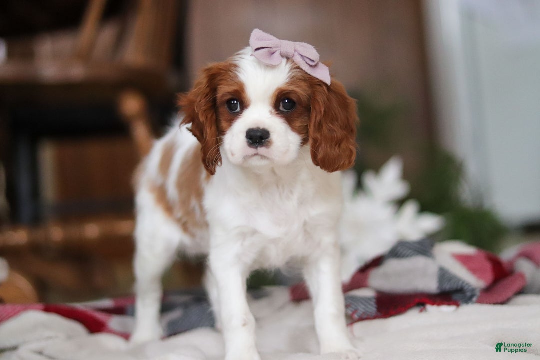 Cavalier King Charles Spaniel dogs for sale: Ivy - Ad 7