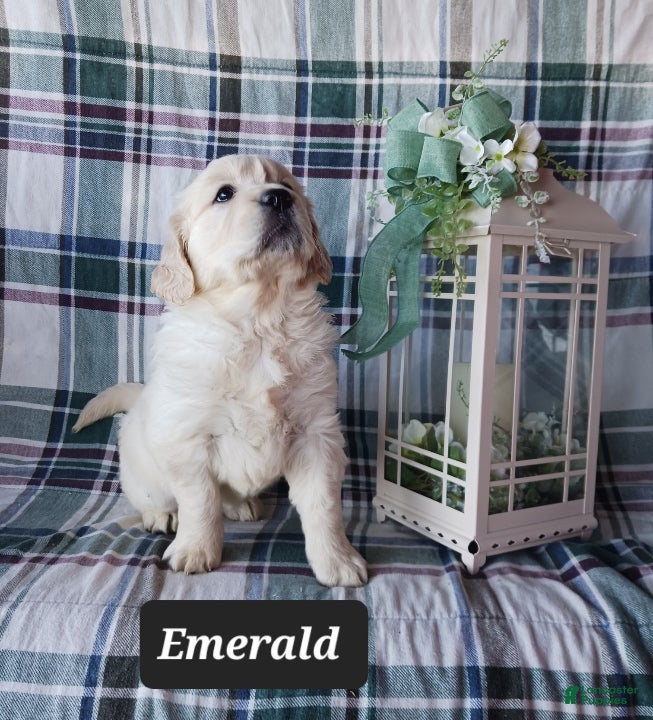 Golden Retriever dogs Emerald - Ad 2