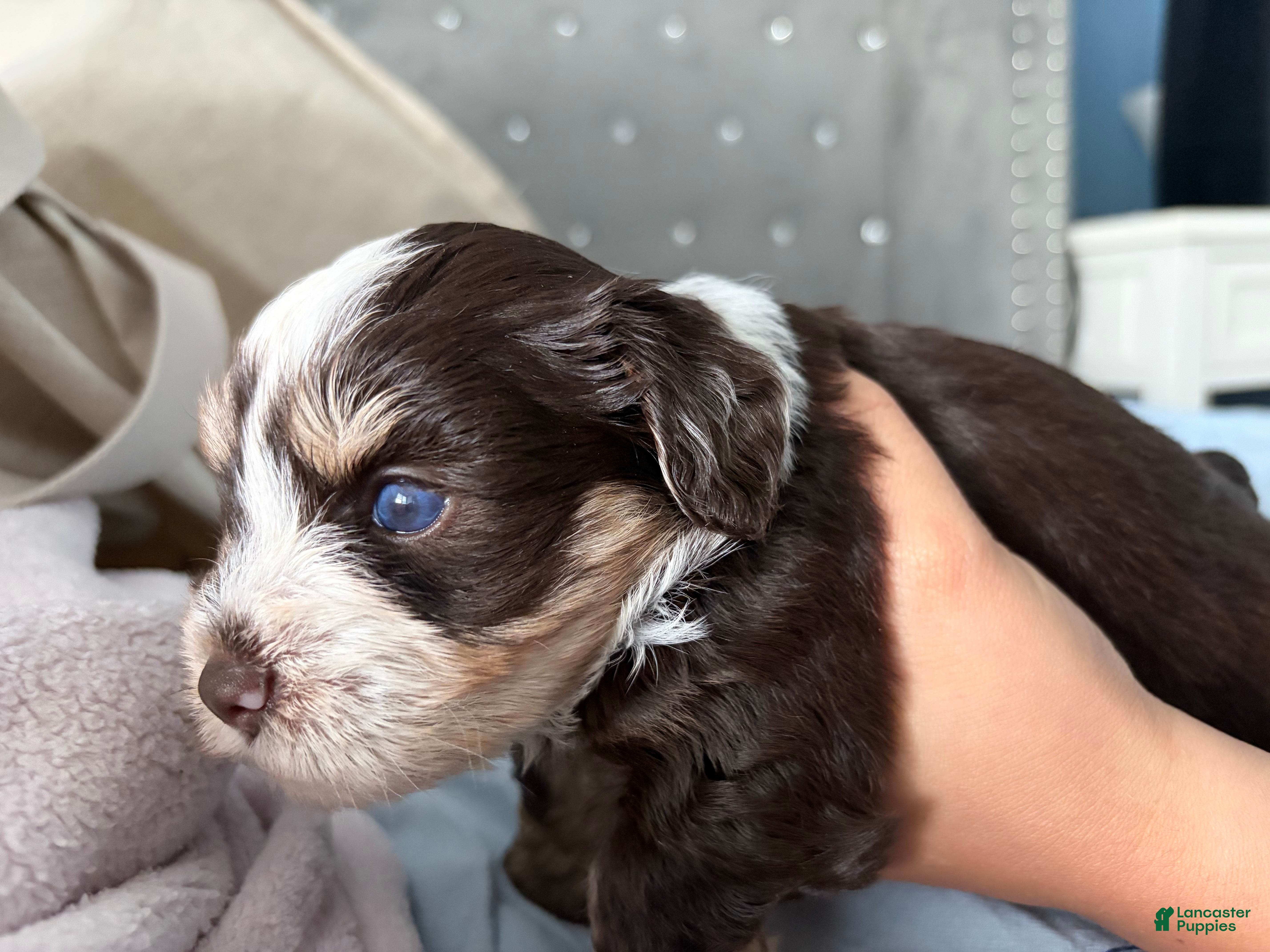 Miniature Schnauzer dogs Woody - Ad 32