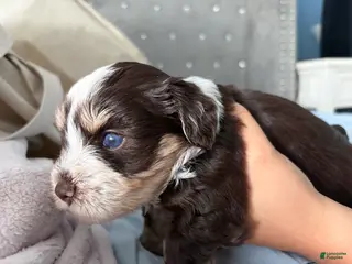 Miniature Schnauzer dogs Woody - Ad 4
