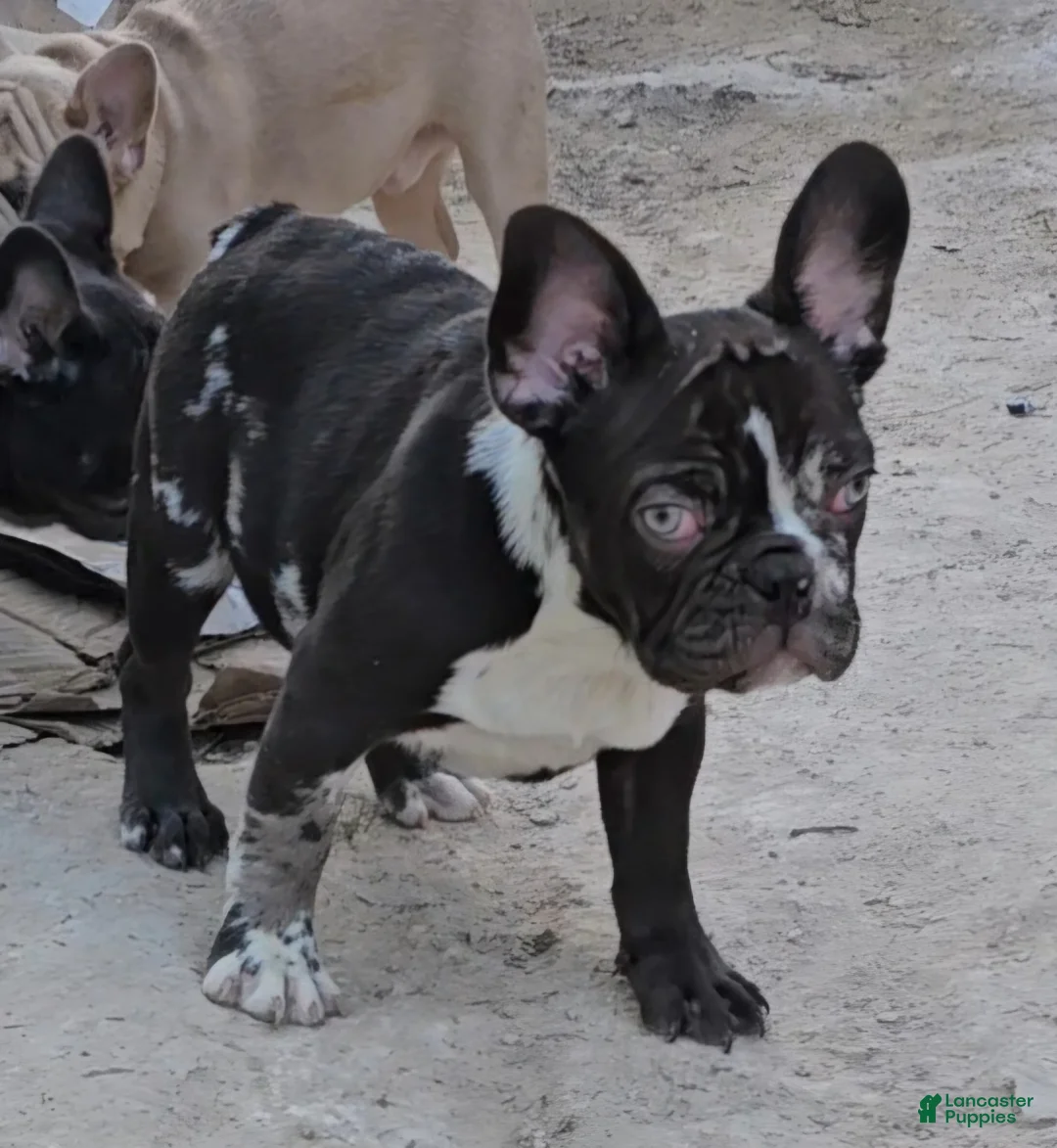 French Bulldog dogs for sale: French Bulldog Puppy 1 - Ad 8