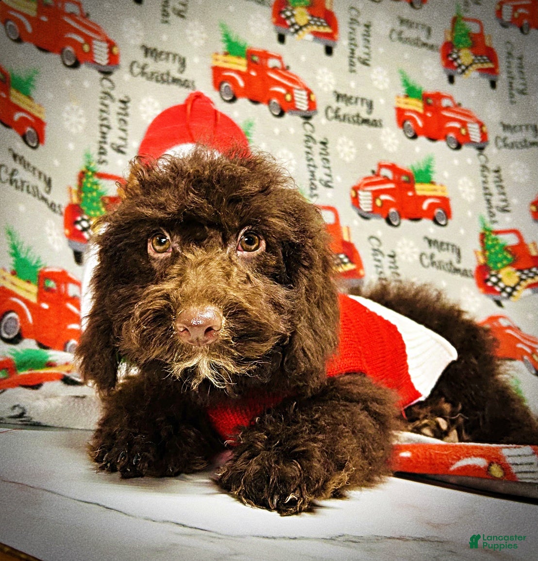 Havapoo dogs Muppet - Ad 12