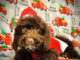 Havapoo dogs Muppet - Ad 22