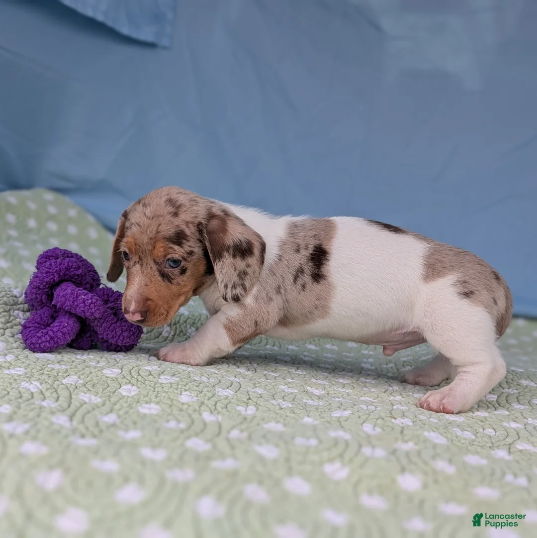 Miniature Dachshund dogs for sale: Cookie - Ad 4