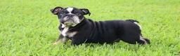 English Bulldog dogs for sale: English Bulldog 1 - Ad 6