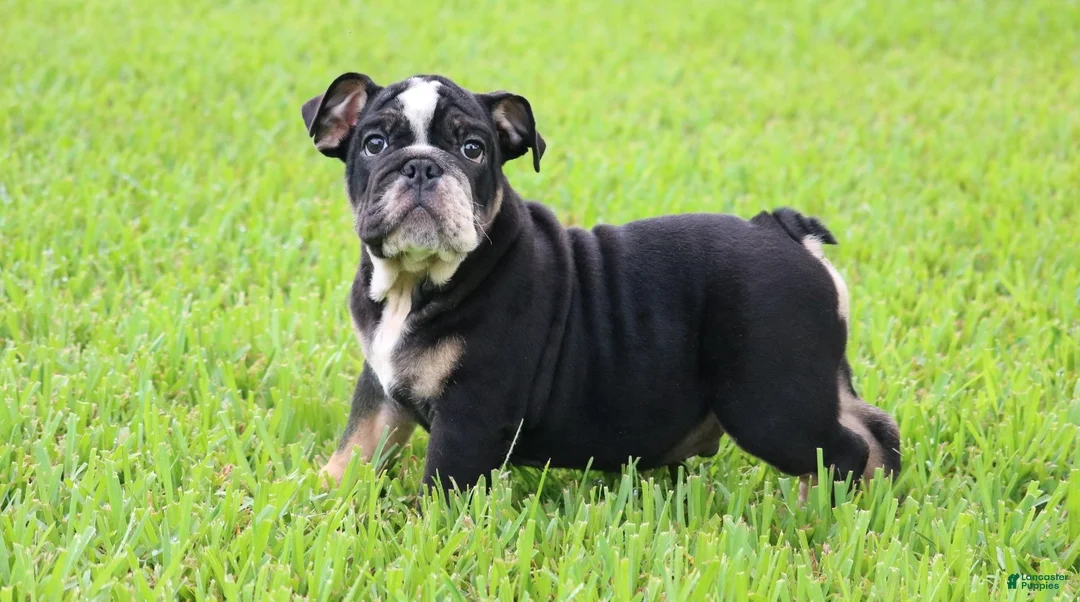 English Bulldog dogs for sale: English Bulldog 1 - Ad 6