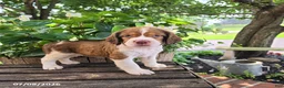 English Springer Spaniel dogs for sale: Willow - Ad 4