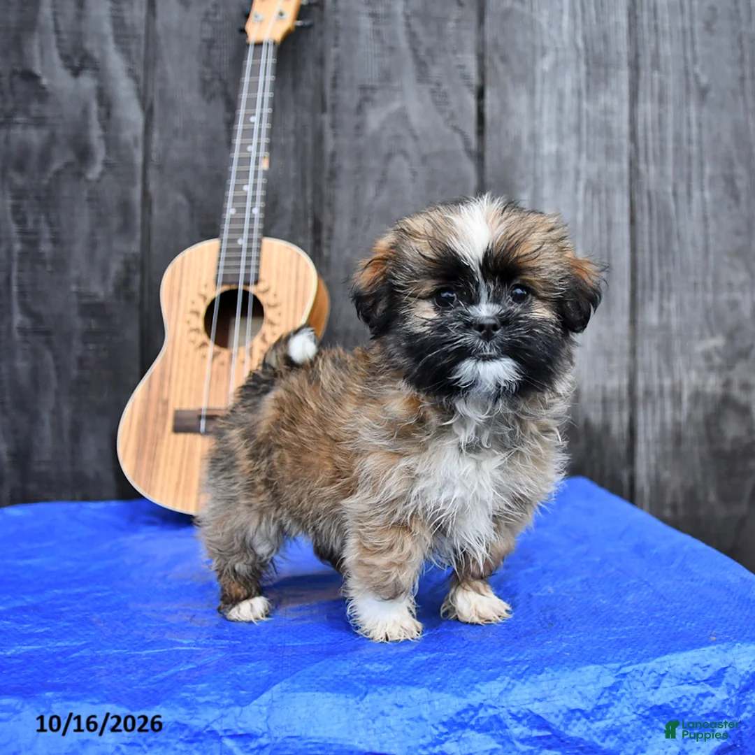 Shih Tzu dogs for sale: Tori - Ad 1
