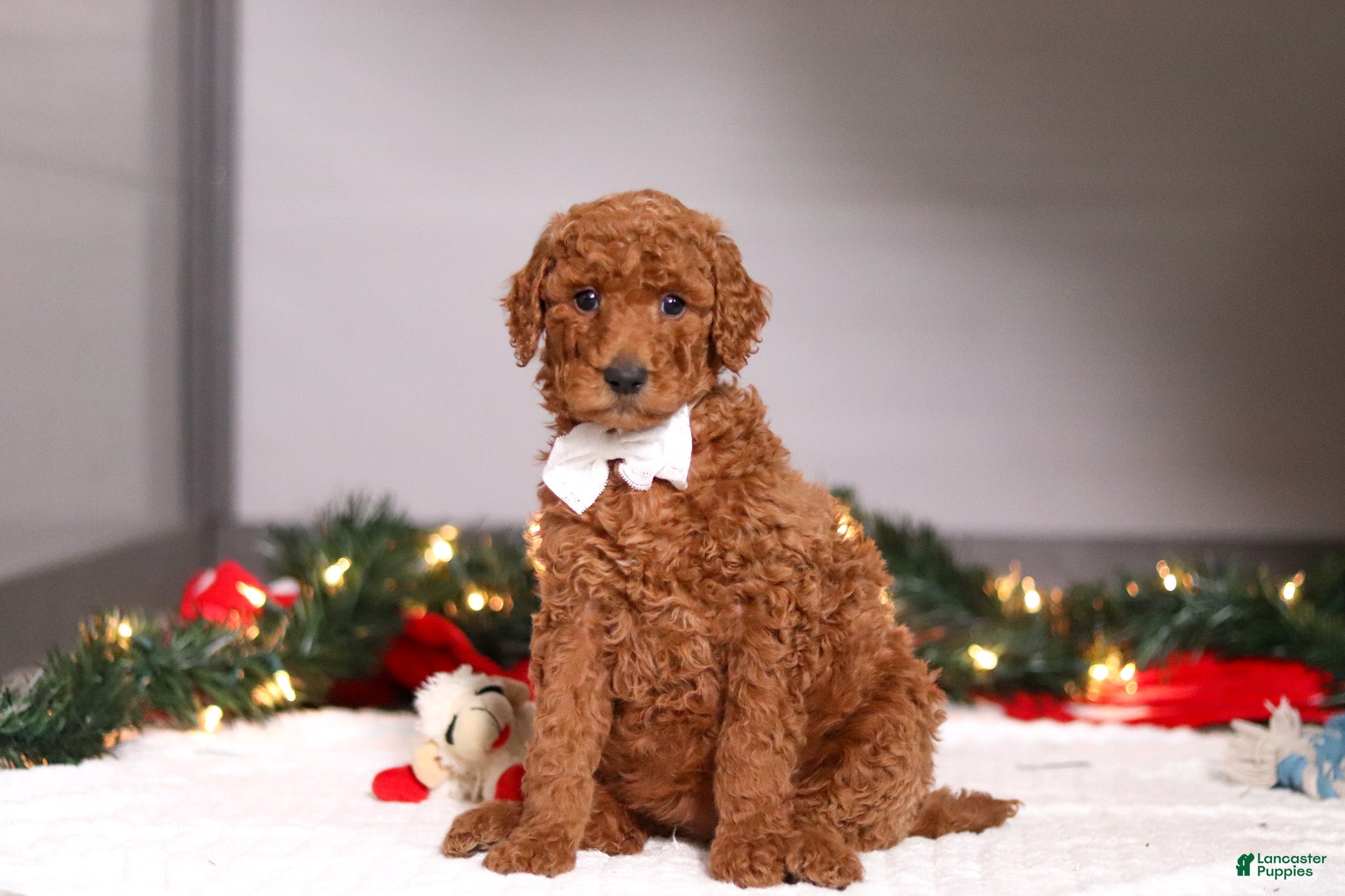 Standard Poodle dogs Sophia - Ad 9