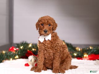 Standard Poodle dogs Sophia - Ad 9