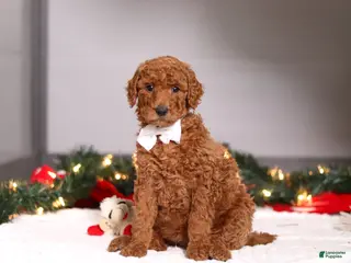 Standard Poodle dogs Sophia - Ad 41