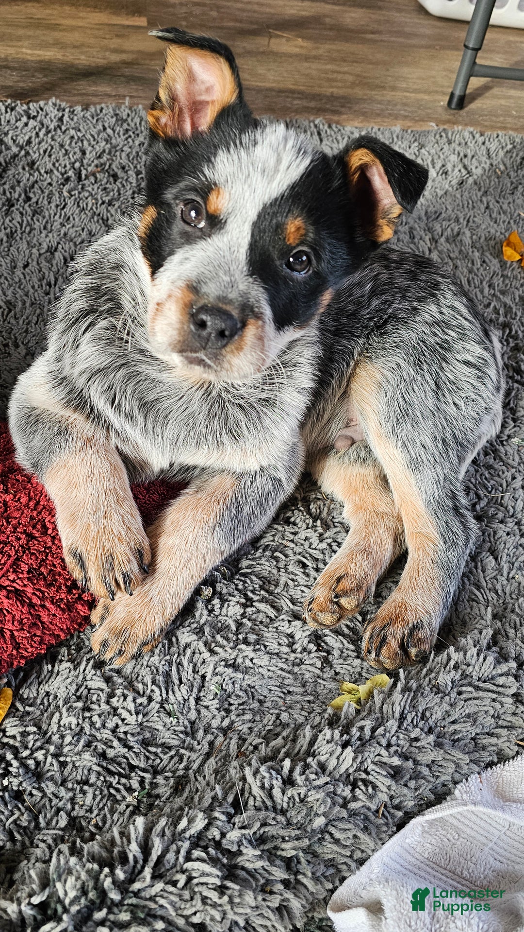 Australian Cattle Dog dogs for sale: Jingles - Ad 3