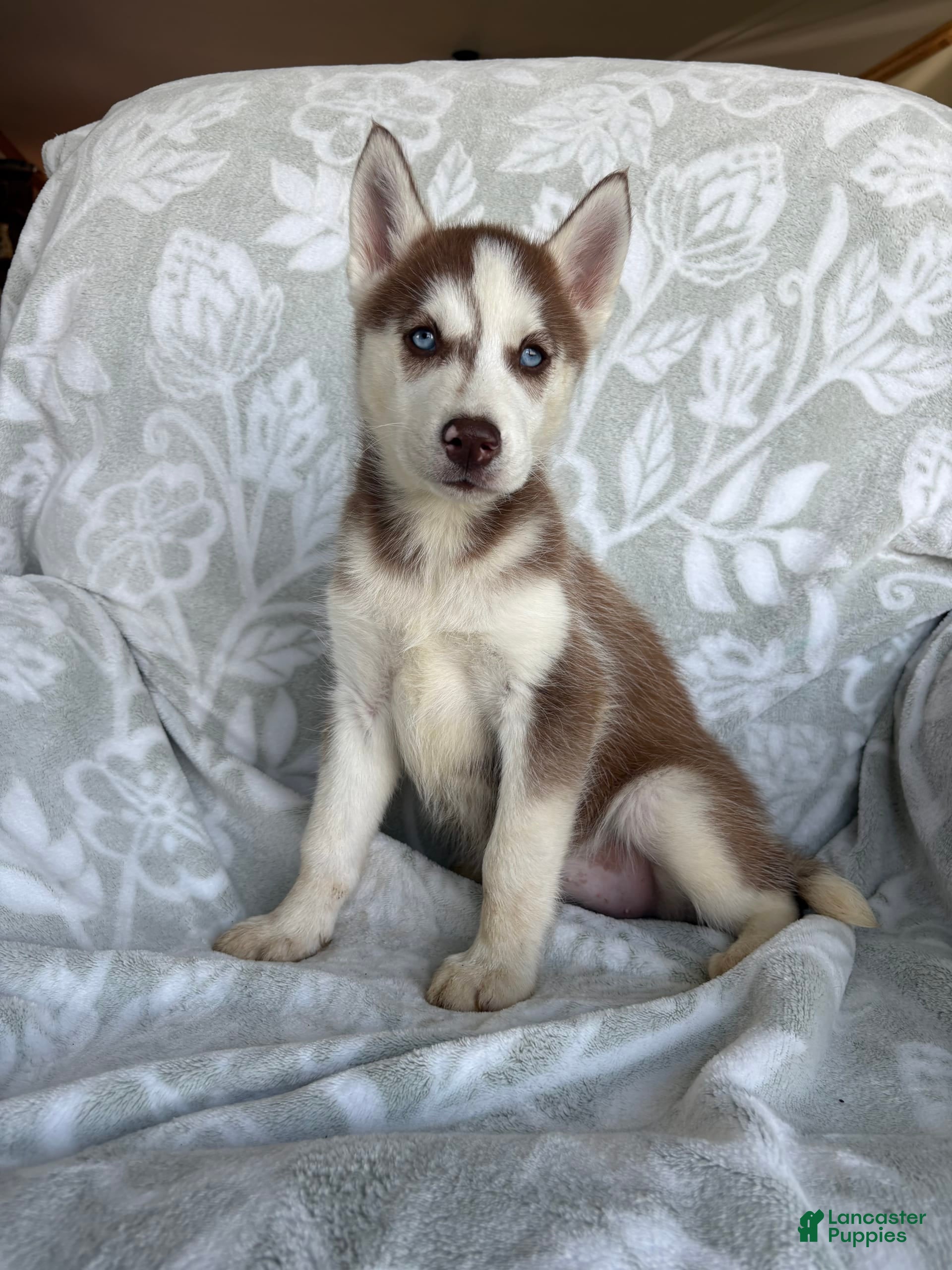 12 Month Old Husky Month Husky Siberian Huskies 2026 12 X 24 Inch