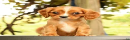 Cavalier King Charles Spaniel dogs for sale: Vicky - Ad 1