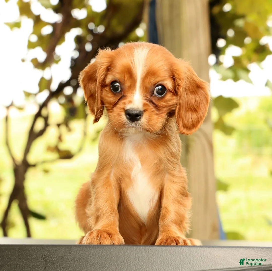 Cavalier King Charles Spaniel dogs for sale: Vicky - Ad 1