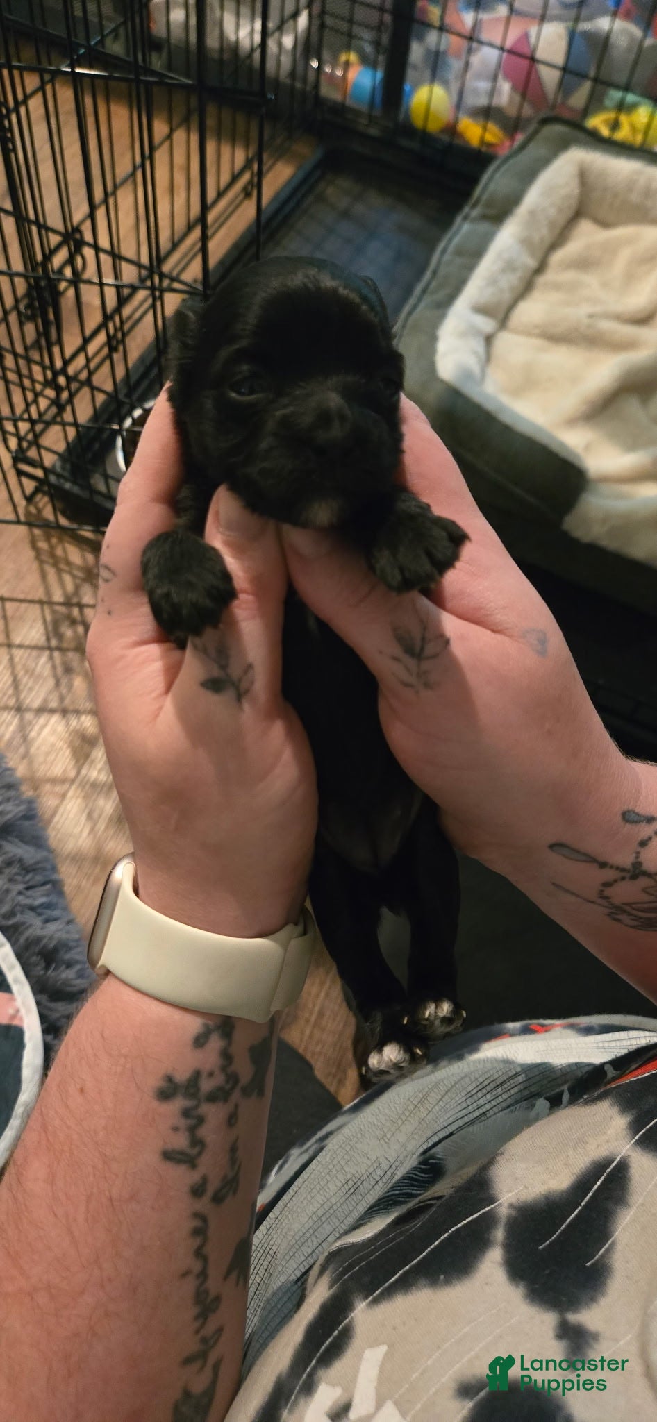 Bichpoo dogs Hershey - Ad 2