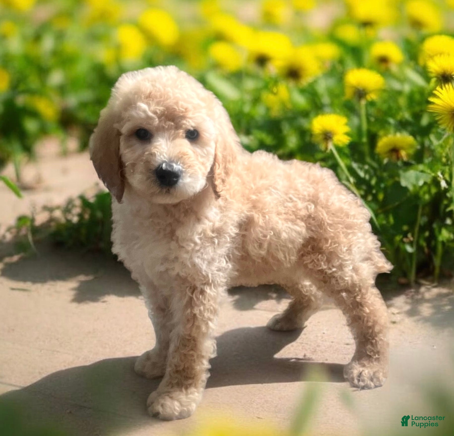 Standard Poodle dogs Pixie Stick❤️🐾AKC Genetic Tested❤️Call 610-806-6386 - Ad 23