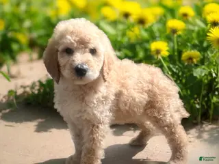 Standard Poodle dogs Pixie Stick❤️🐾AKC Genetic Tested❤️Call 610-806-6386 - Ad 23