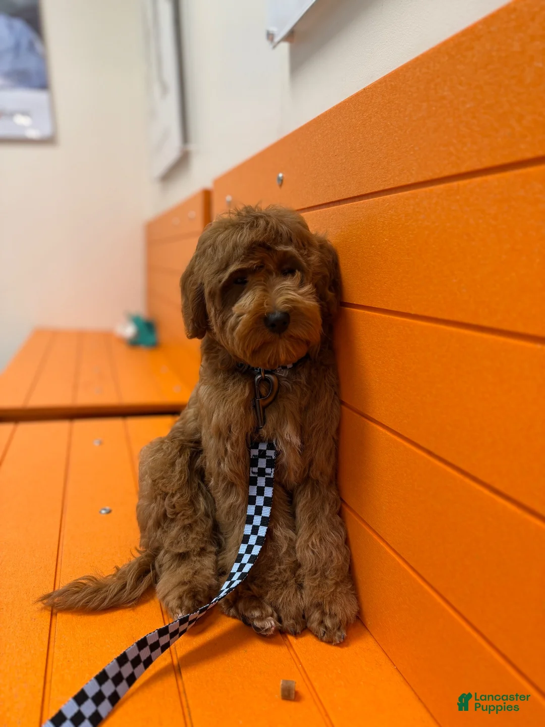 Cavapoo dogs for sale: Cavapoo 1 - Ad 1