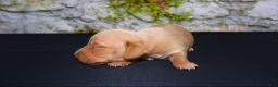 Miniature Dachshund dogs for sale: Miniature Dachshund Puppy 5 - Ad 3