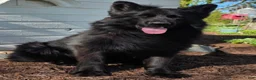 German Shepherd dogs for sale: German Shepherd Puppy 1 - Ad 7