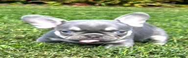  Bulldog 1 Reggie