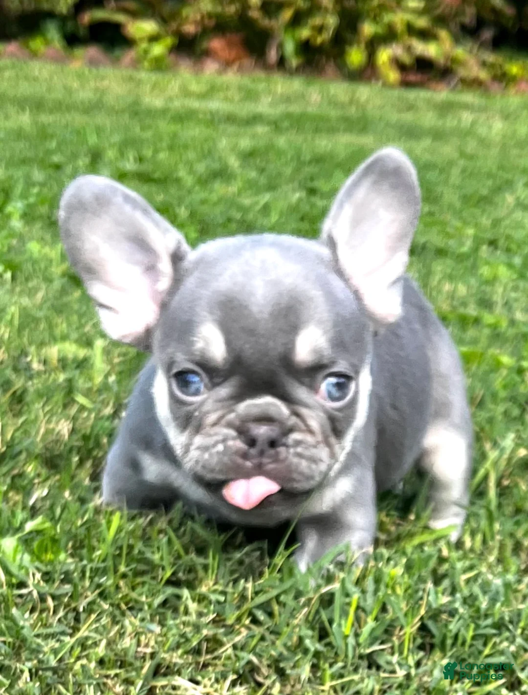 French Bulldog dogs for sale:  Bulldog 1 Reggie - Ad 1