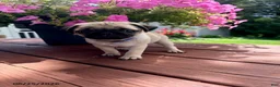 Pug dogs for sale: Molly - Ad 1