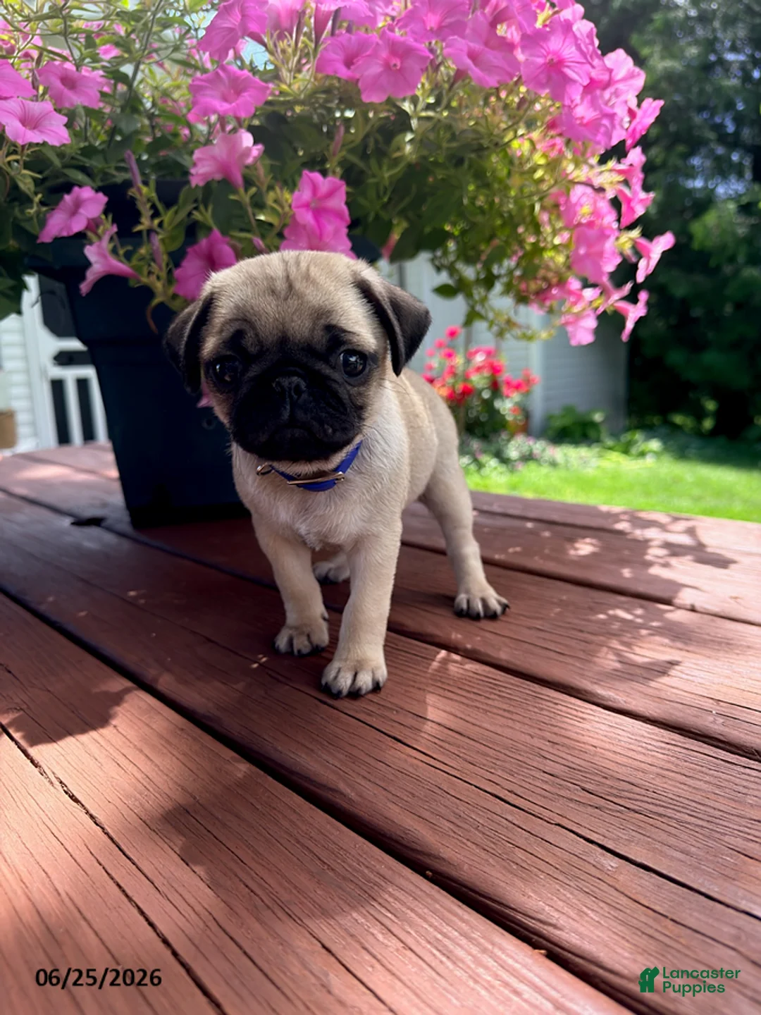 Pug dogs for sale: Molly - Ad 1
