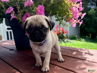 Pug dogs Molly - Ad 25