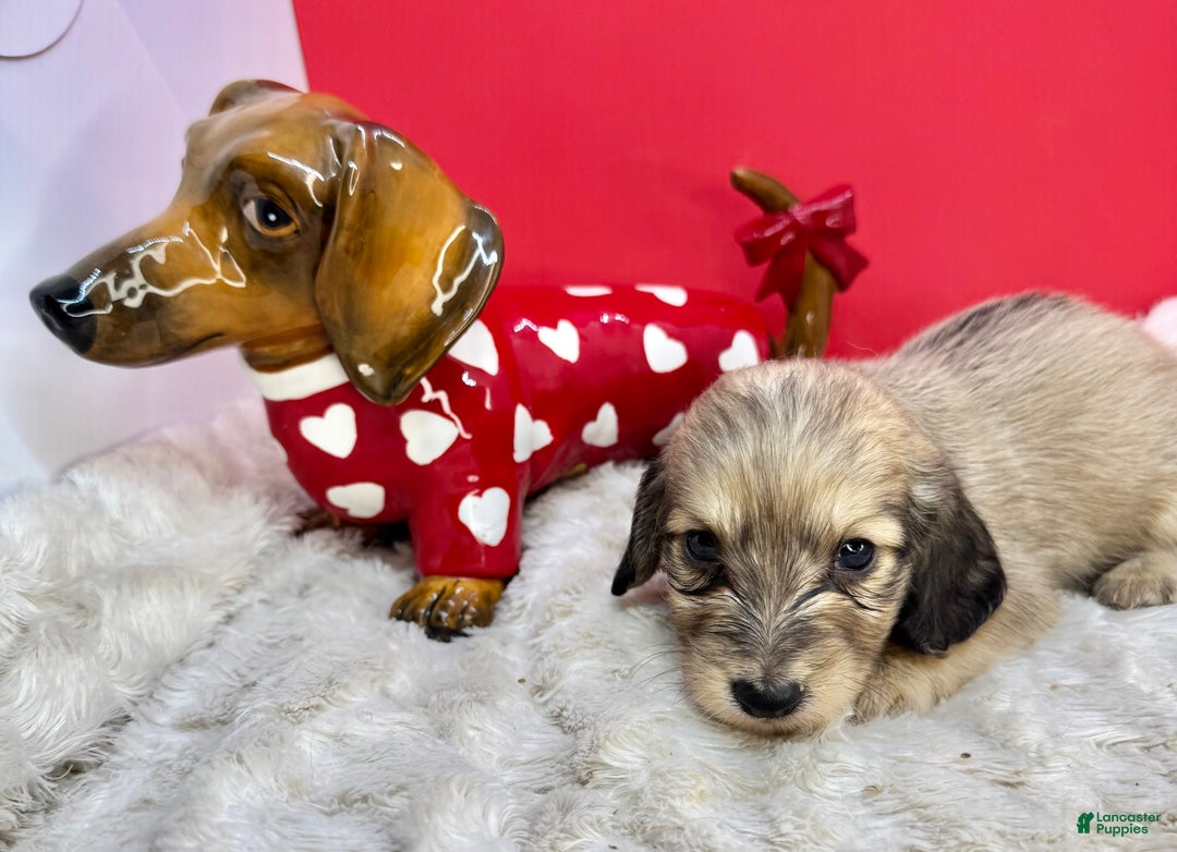 Miniature Dachshund dogs for sale: Cream boy - Ad 4