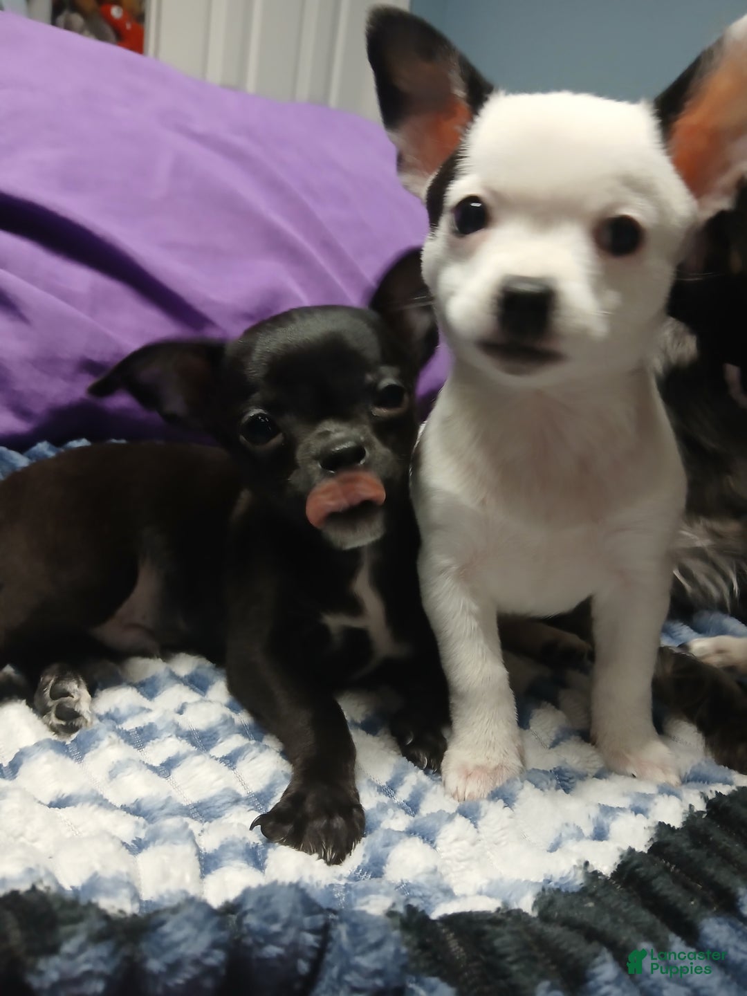 Chihuahua dogs for sale: Domino - Ad 7