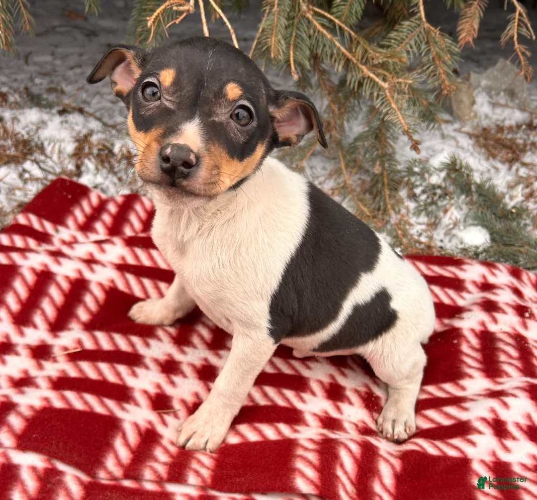 Rat Terrier dogs for sale: Max - Ad 2